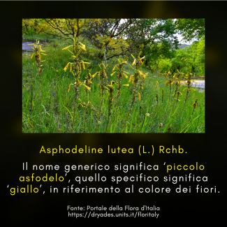 Asphodeline lutea 4