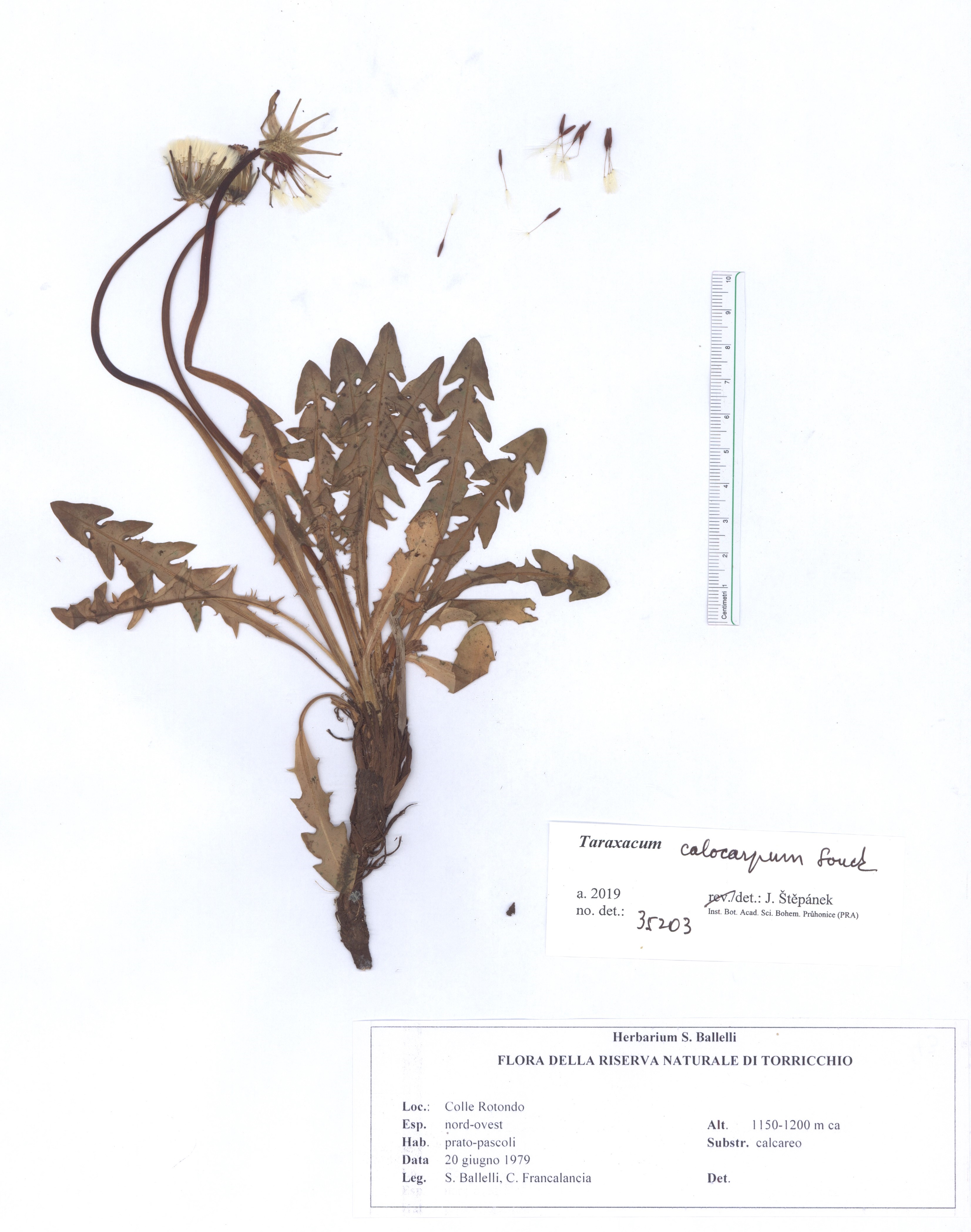 Taraxacum calocarpum Sonck