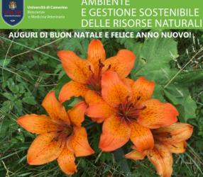 auguri