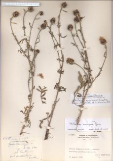 Centaurea arrigonii Greuter