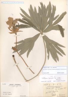 Helleborus viridis L. subsp. abruzzicus (M.Thomsen, McLewin & B.Mathew) Bartolucci, F.Conti & Peruzzi