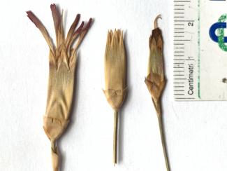 Dianthus sylvestris group