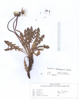 Taraxacum calocarpum Sonck