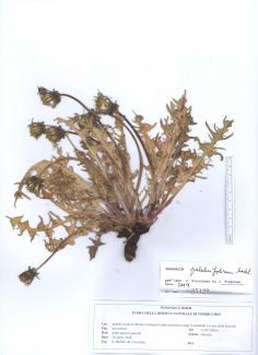 Taraxacum pulchrifolium Markl.
