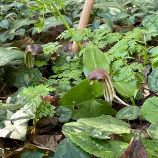 Arisarum vulgare O.Targ.Tozz. (Arisaro comune)