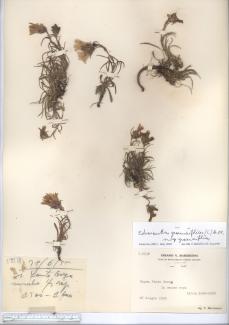 Edraianthus graminifolius (L.) A.DC. ex Meisn.