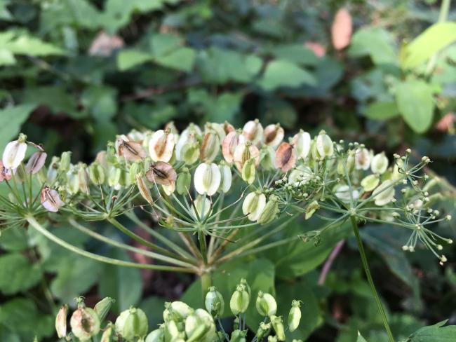 Rhizomatophora aegopodioides